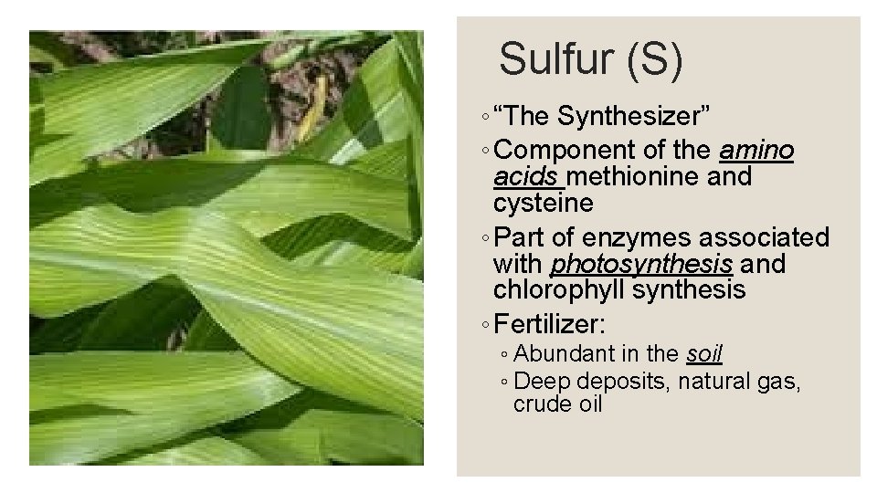 Sulfur (S) ◦ “The Synthesizer” ◦ Component of the amino acids methionine and cysteine