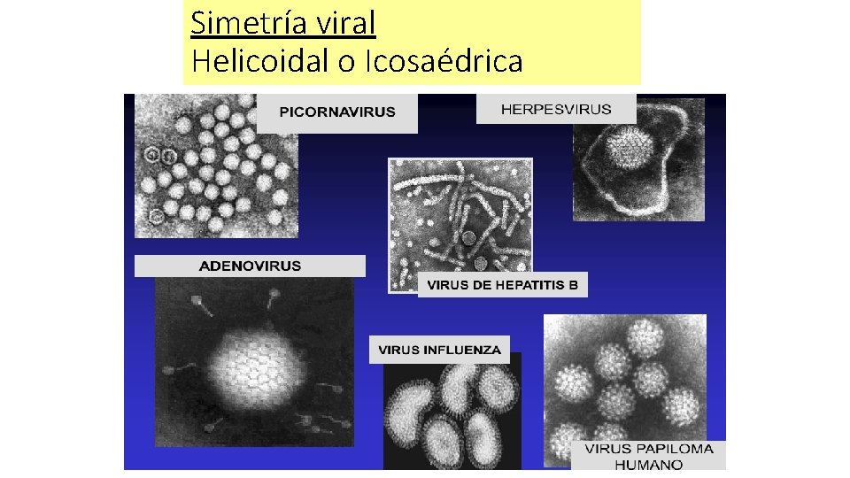 Simetría viral Helicoidal o Icosaédrica 