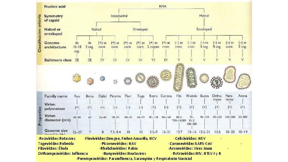 -Reoviridae: Rotavirus -Flaviviridae: Dengue, Fiebre Amarilla, HCV -Caliciviridae: HEV Togaviridae: Rubeóla -Picornaviridae: HAV -Coronaviridae: