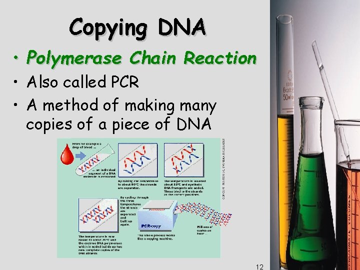 Copying DNA • Polymerase Chain Reaction • Also called PCR • A method of