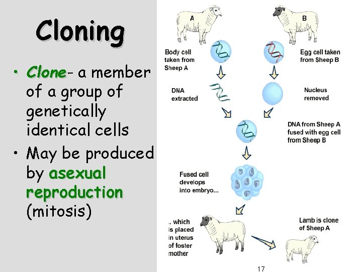 Cloning • Clone a member of a group of genetically identical cells • May