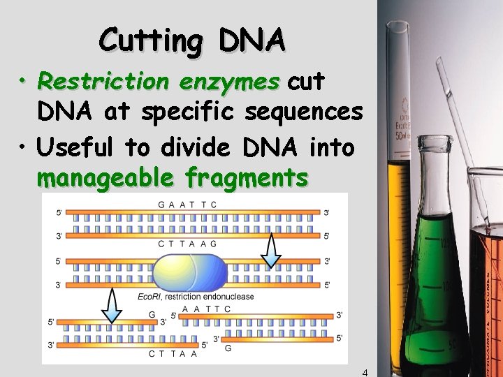 Cutting DNA • Restriction enzymes cut DNA at specific sequences • Useful to divide