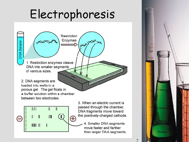 Electrophoresis 7 