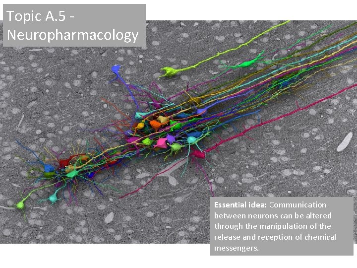 Topic A. 5 Neuropharmacology Essential idea: Communication between neurons can be altered through the