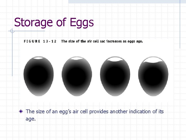 Storage of Eggs The size of an egg’s air cell provides another indication of
