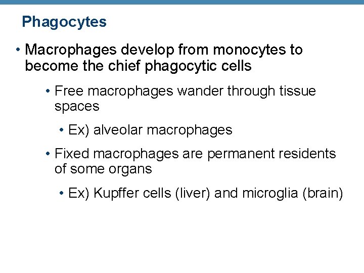 Phagocytes • Macrophages develop from monocytes to become the chief phagocytic cells • Free