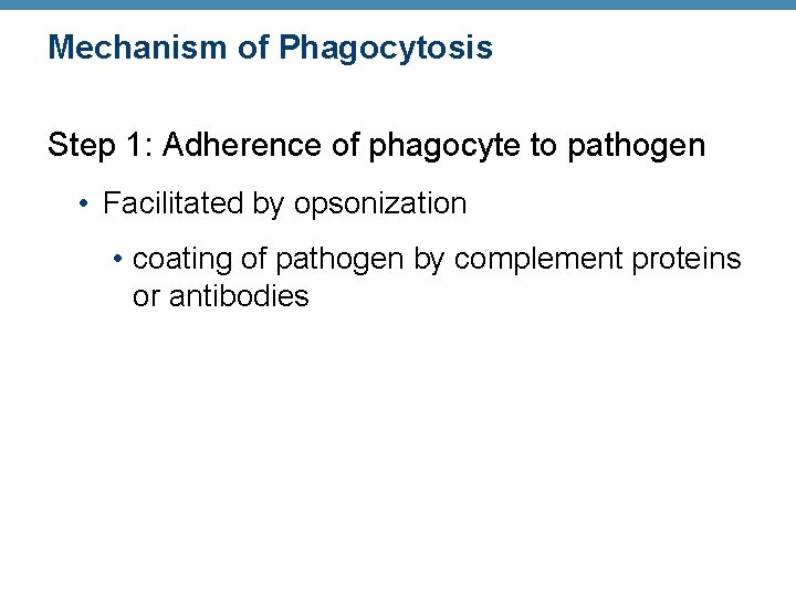 Mechanism of Phagocytosis Step 1: Adherence of phagocyte to pathogen • Facilitated by opsonization
