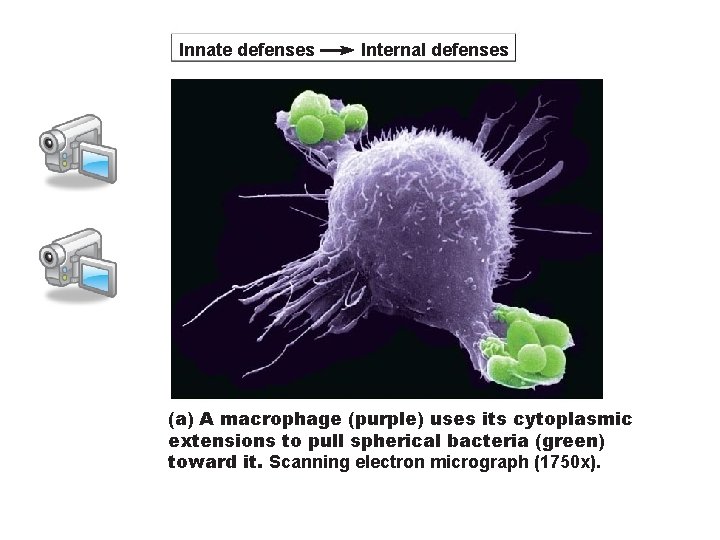 Innate defenses Internal defenses (a) A macrophage (purple) uses its cytoplasmic extensions to pull