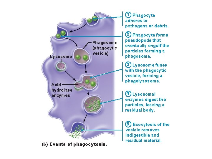 1 Phagocyte adheres to pathogens or debris. Lysosome Phagosome (phagocytic vesicle) Acid hydrolase enzymes