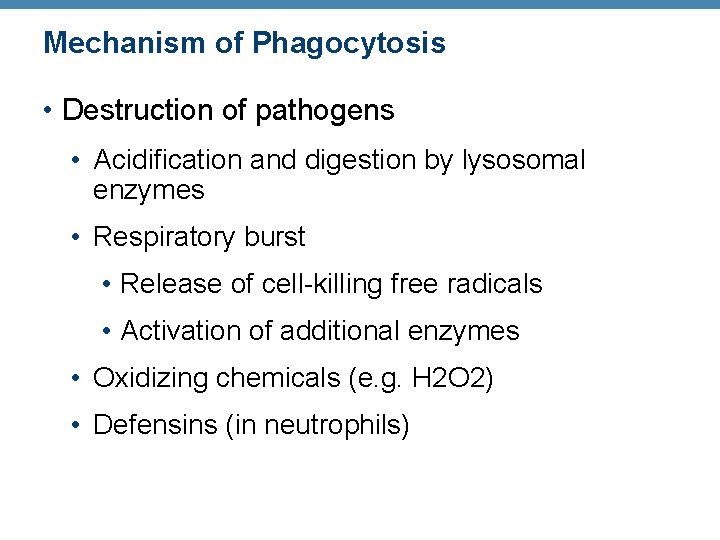 Mechanism of Phagocytosis • Destruction of pathogens • Acidification and digestion by lysosomal enzymes