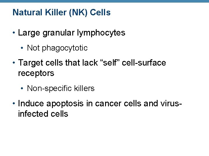 Natural Killer (NK) Cells • Large granular lymphocytes • Not phagocytotic • Target cells