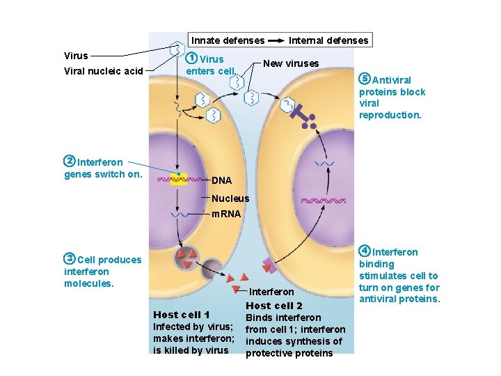 Innate defenses Virus Viral nucleic acid 1 Virus Internal defenses New viruses enters cell.