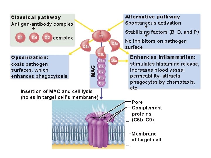 Classical pathway Antigen-antibody complex + complex Opsonization: coats pathogen surfaces, which enhances phagocytosis Insertion