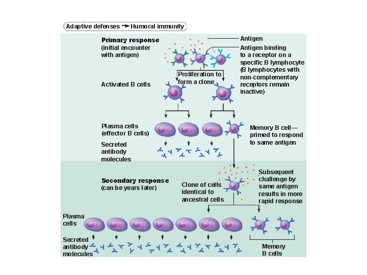 Adaptive defenses Humoral immunity Primary response (initial encounter with antigen) Activated B cells Proliferation