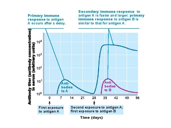 Secondary immune response to antigen A is faster and larger; primary immune response to