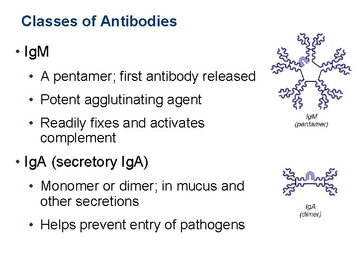 Classes of Antibodies • Ig. M • A pentamer; first antibody released • Potent