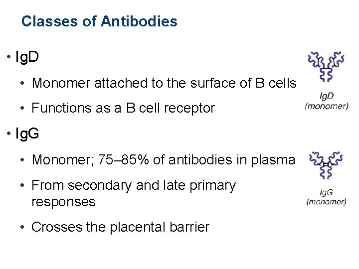 Classes of Antibodies • Ig. D • Monomer attached to the surface of B