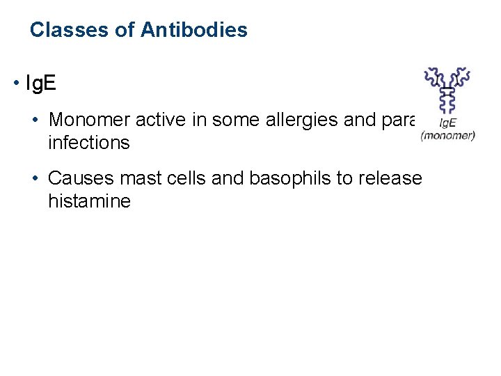 Classes of Antibodies • Ig. E • Monomer active in some allergies and parasitic