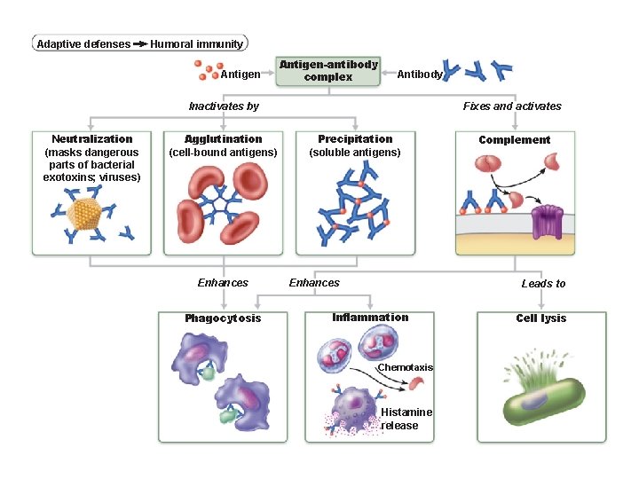 Adaptive defenses Humoral immunity Antigen-antibody complex Antibody Inactivates by Neutralization (masks dangerous parts of