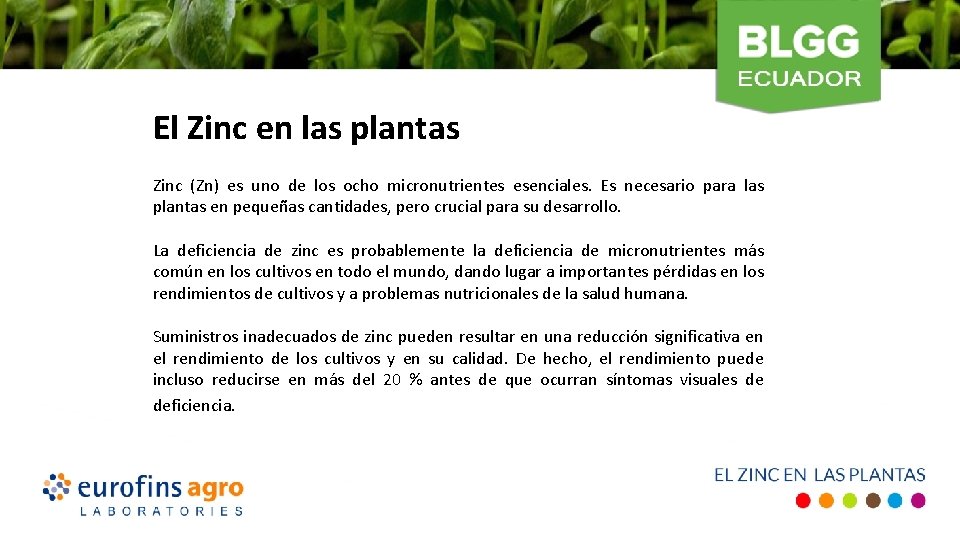 El Zinc en las plantas Zinc (Zn) es uno de los ocho micronutrientes esenciales.