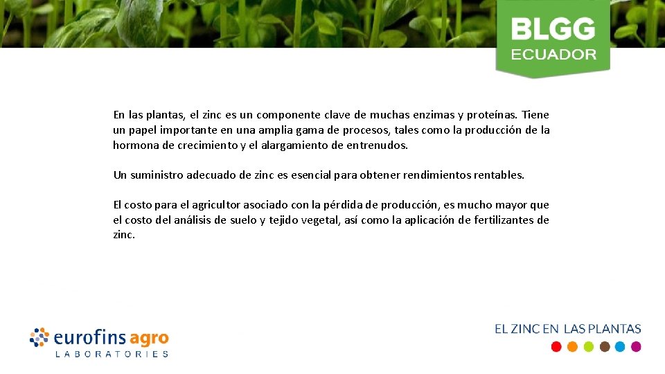 En las plantas, el zinc es un componente clave de muchas enzimas y proteínas.