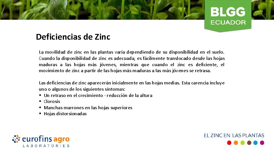 Deficiencias de Zinc La movilidad de zinc en las plantas varía dependiendo de su