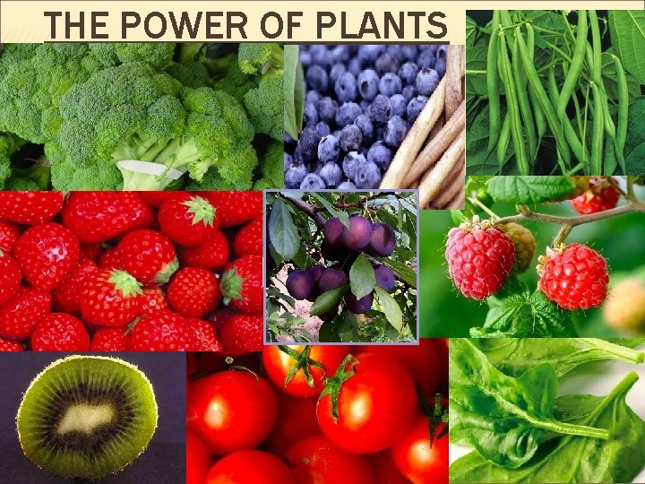 THE POWER OF PLANTS 