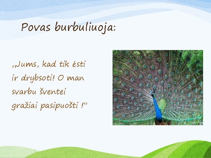 Povas burbuliuoja: „Jums, kad tik ėsti ir drybsoti! O man svarbu šventei gražiai pasipuošti