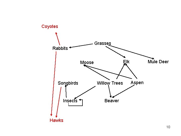 Coyotes Grasses Rabbits Elk Moose Songbirds Insects Willow Trees Mule Deer Aspen Beaver Hawks