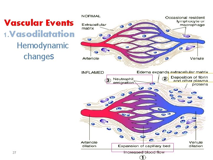 Vascular Events 1. Vasodilatation Hemodynamic changes 27 