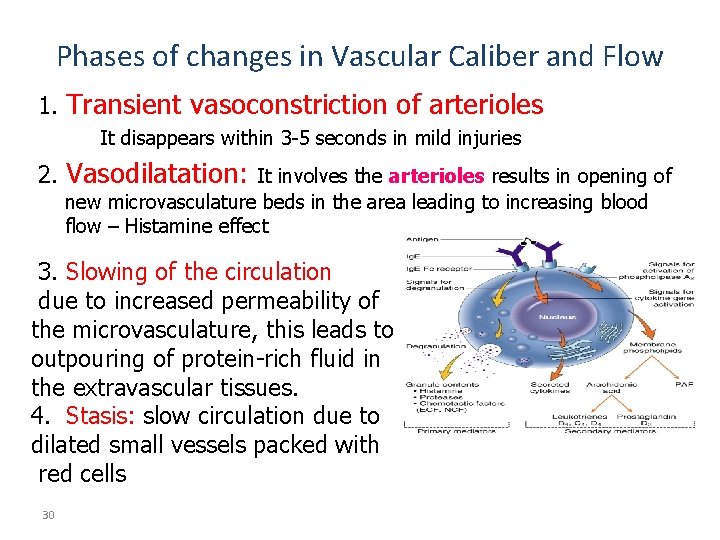 Phases of changes in Vascular Caliber and Flow 1. Transient vasoconstriction of arterioles It