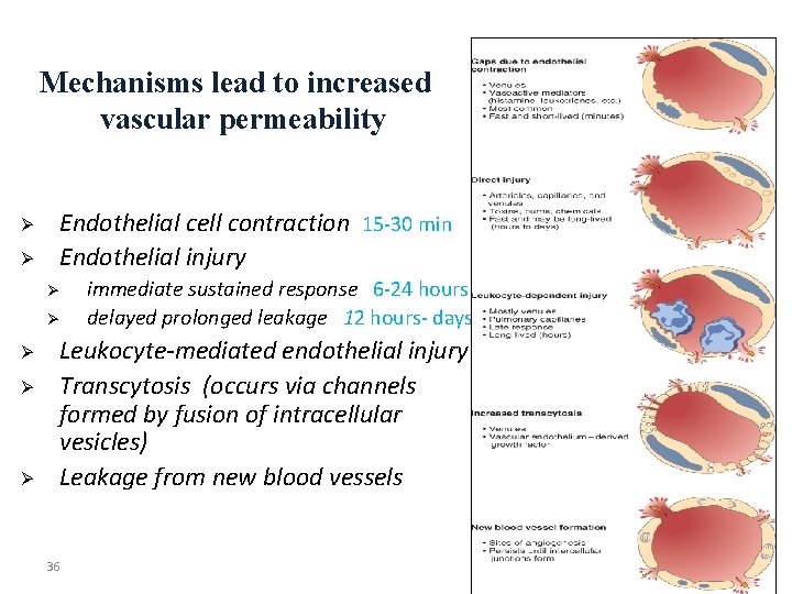 Mechanisms lead to increased vascular permeability Ø Ø Endothelial cell contraction 15 -30 min
