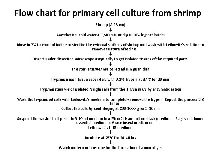 Flow chart for primary cell culture from shrimp Shrimp (8 -15 cm) o Anesthetize