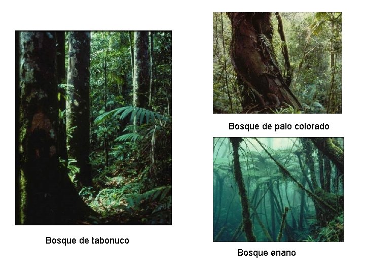 Bosque de palo colorado Bosque de tabonuco Bosque enano 