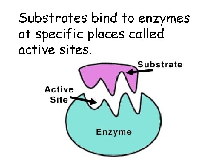 Substrates bind to enzymes at specific places called active sites. 