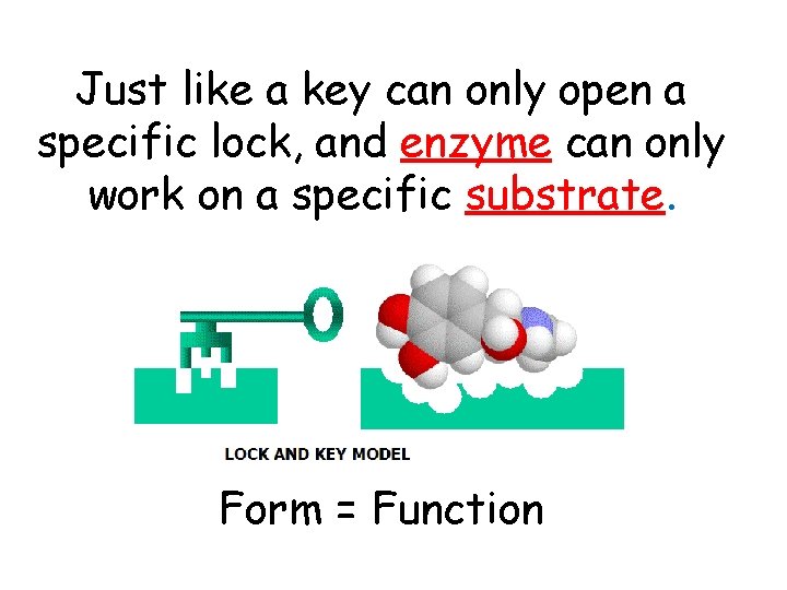 Just like a key can only open a specific lock, and enzyme can only