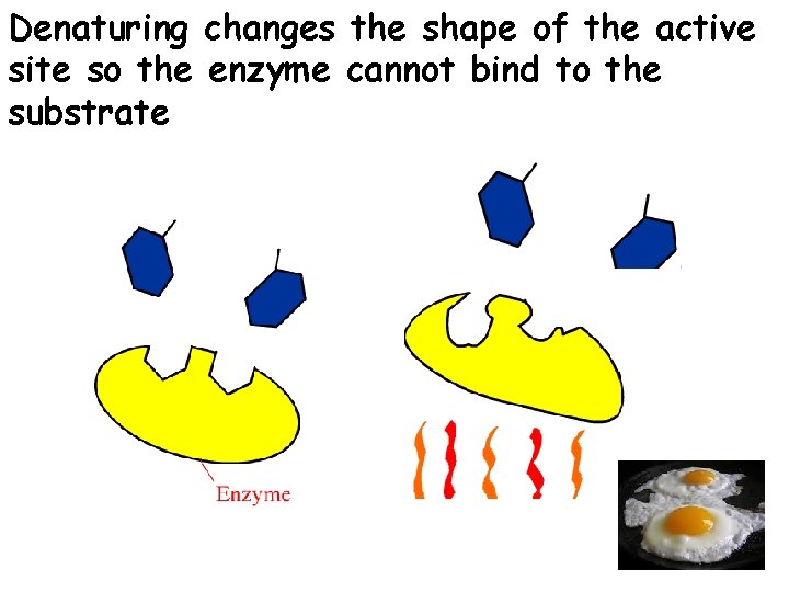 Denaturing changes the shape of the active site so the enzyme cannot bind to