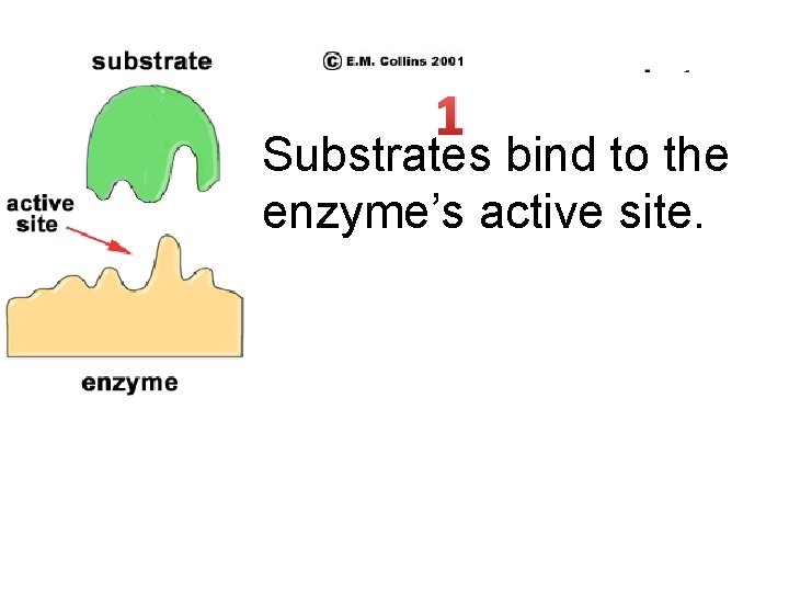 1 Substrates bind to the enzyme’s active site. 