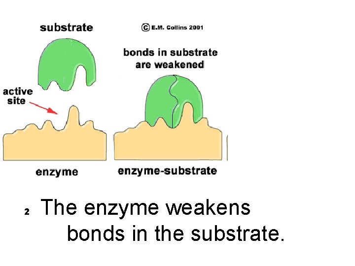 2 The enzyme weakens bonds in the substrate. 