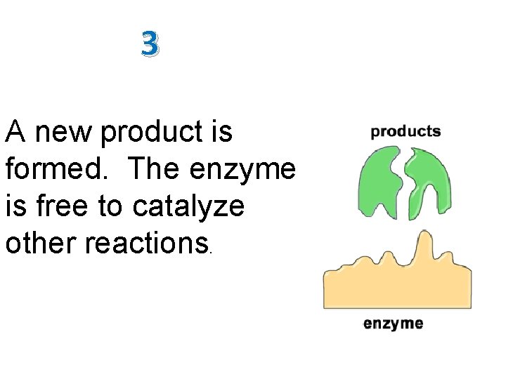 3 A new product is formed. The enzyme is free to catalyze other reactions.