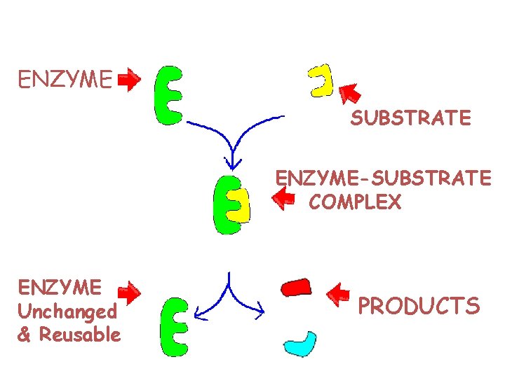 ENZYME SUBSTRATE ENZYME-SUBSTRATE COMPLEX ENZYME Unchanged & Reusable PRODUCTS 