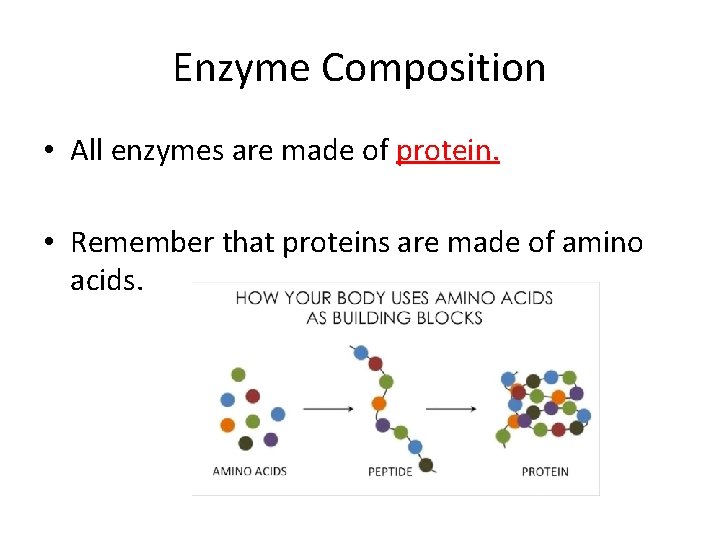 Enzyme Composition • All enzymes are made of protein. • Remember that proteins are