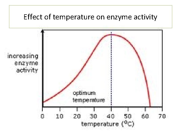 Effect of temperature on enzyme activity 