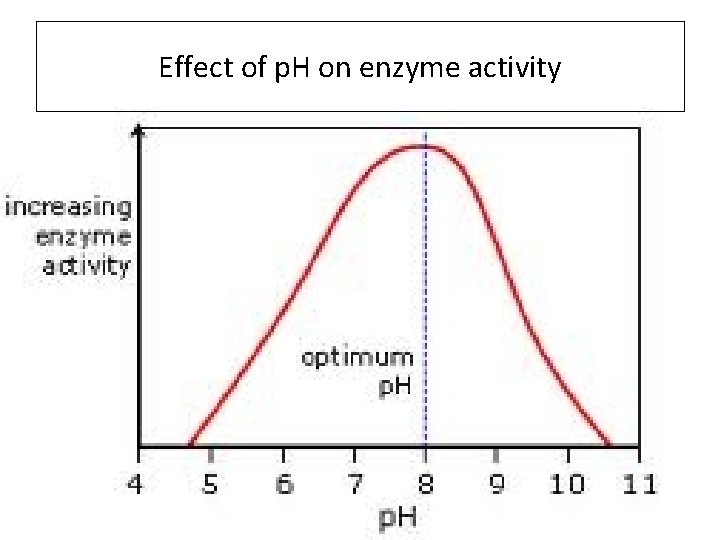 Effect of p. H on enzyme activity 