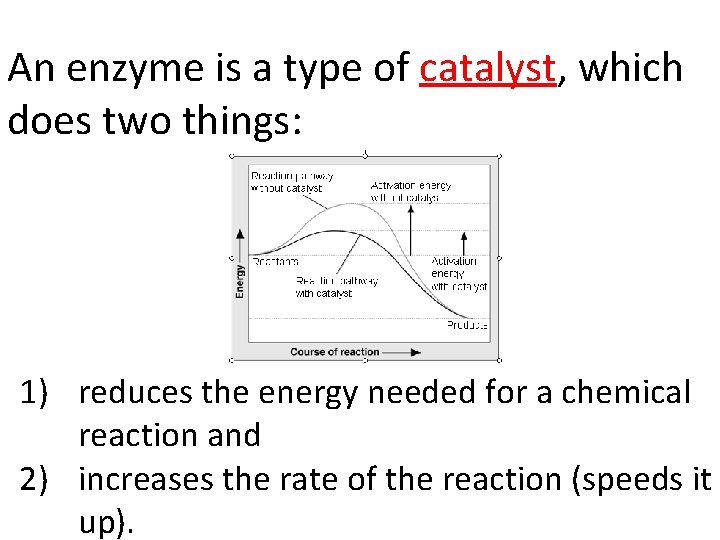 An enzyme is a type of catalyst, which does two things: 1) reduces the