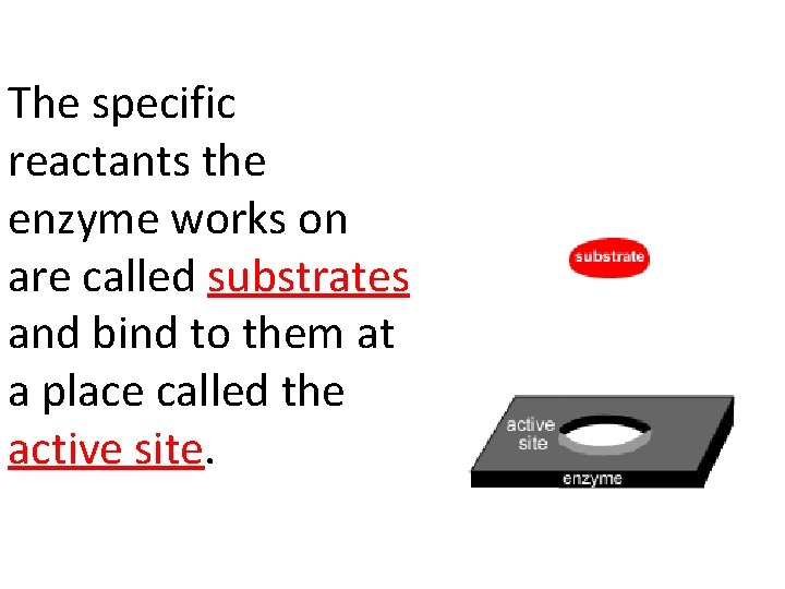 The specific reactants the enzyme works on are called substrates and bind to them