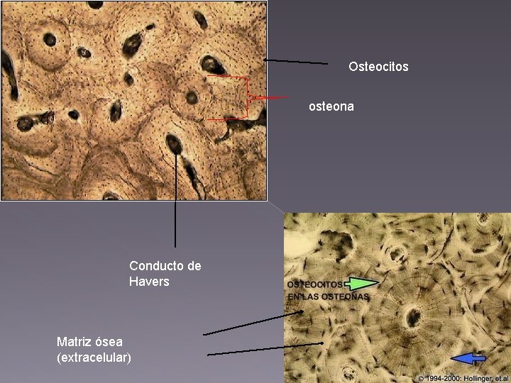 Osteocitos osteona Conducto de Havers Matriz ósea (extracelular) 