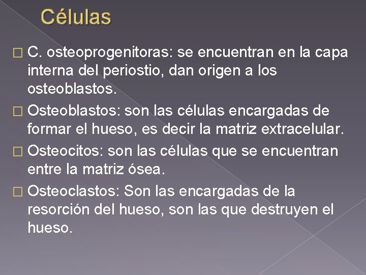Células � C. osteoprogenitoras: se encuentran en la capa interna del periostio, dan origen