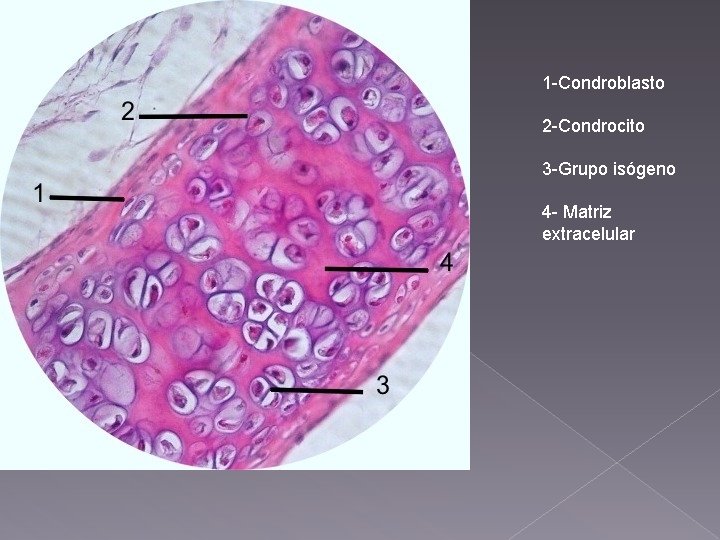 1 -Condroblasto 2 -Condrocito 3 -Grupo isógeno 4 - Matriz extracelular 