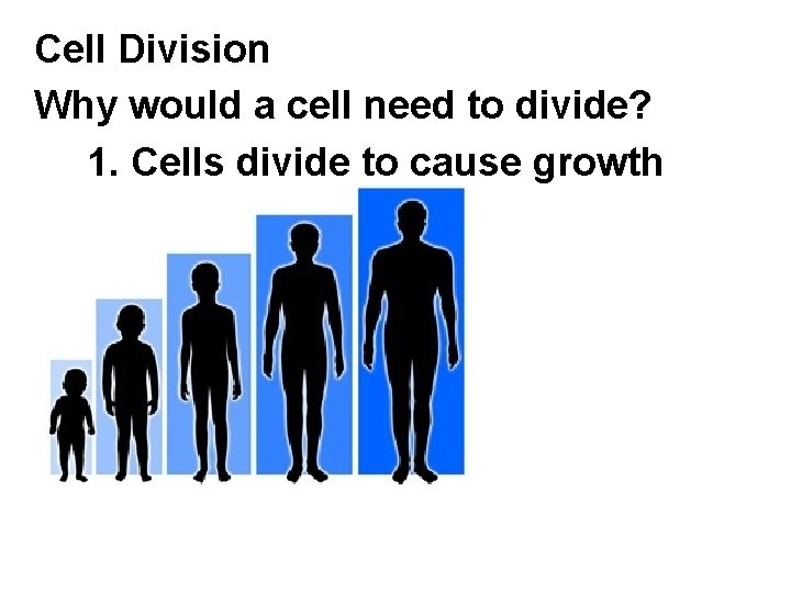 Cell Division Why would a cell need to divide? 1. Cells divide to cause